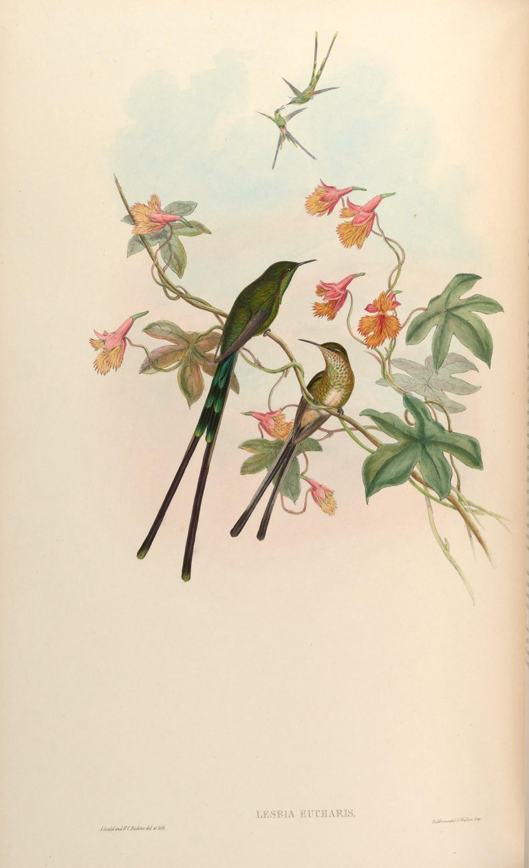 Lesbia eucharis = Lesbia victoriatoriae eucharis tekijältä John Gould