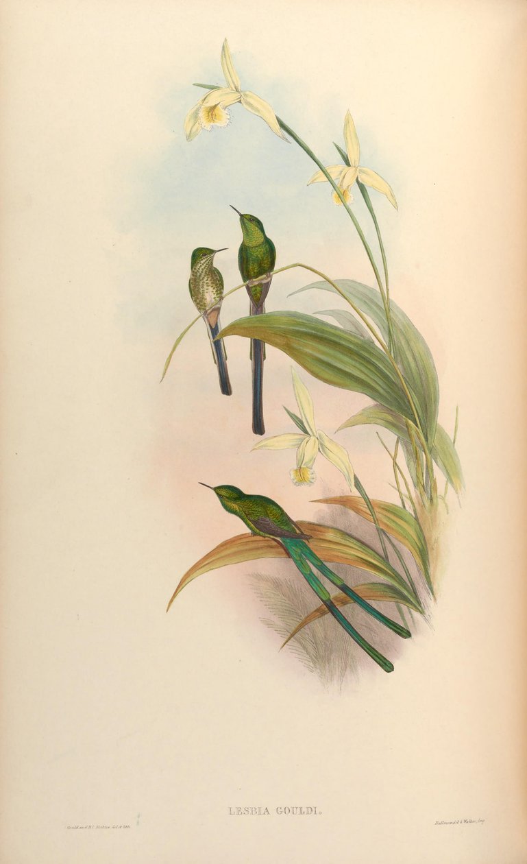 Lesbia gouldi = Lesbia nuna gouldii tekijältä John Gould