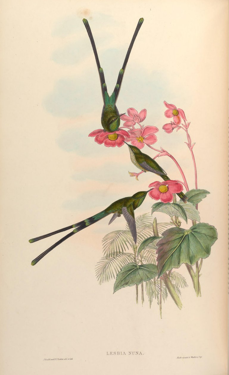 Lesbian nuna tekijältä John Gould