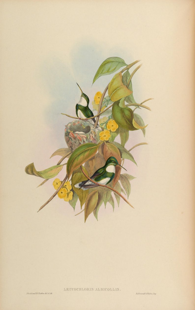 Leucochloris albicollis tekijältä John Gould