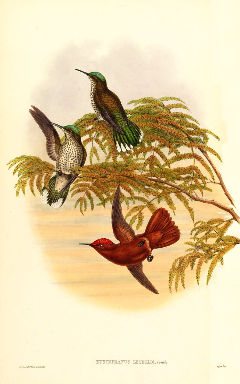 Leyboldin tulikruunu (Eustephanus Leyboldi), joka on nyt synonyymi Sephanoides fernandensis leyboldille tekijältä John Gould