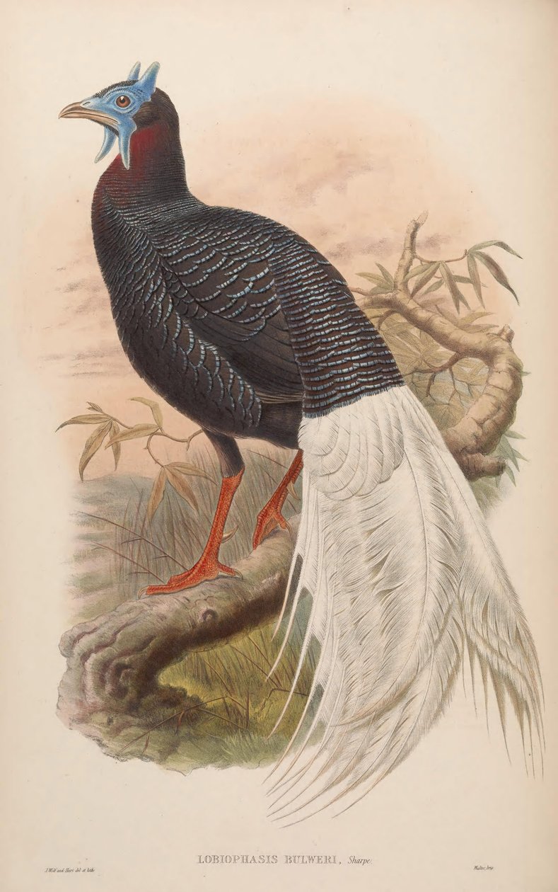 Lobiophasis bulweri = Lophura bulweri tekijältä John Gould