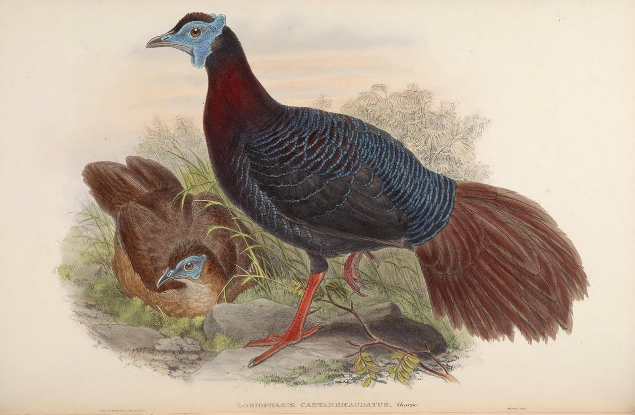 Lobiophasis castaneicaudatus = Lophura bulweri tekijältä John Gould