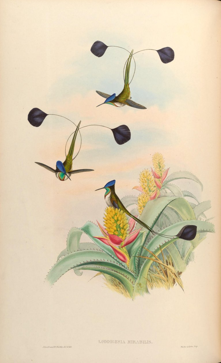 Loddigesia mirabilis tekijältä John Gould