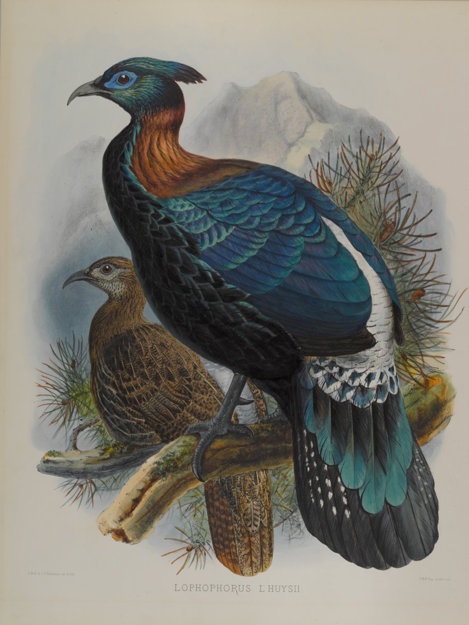 Lophophorus LHuysii tekijältä John Gould