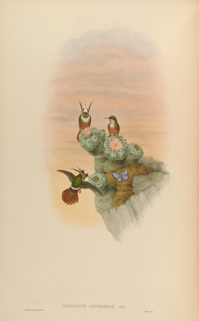 Lophornis adorabilis tekijältä John Gould