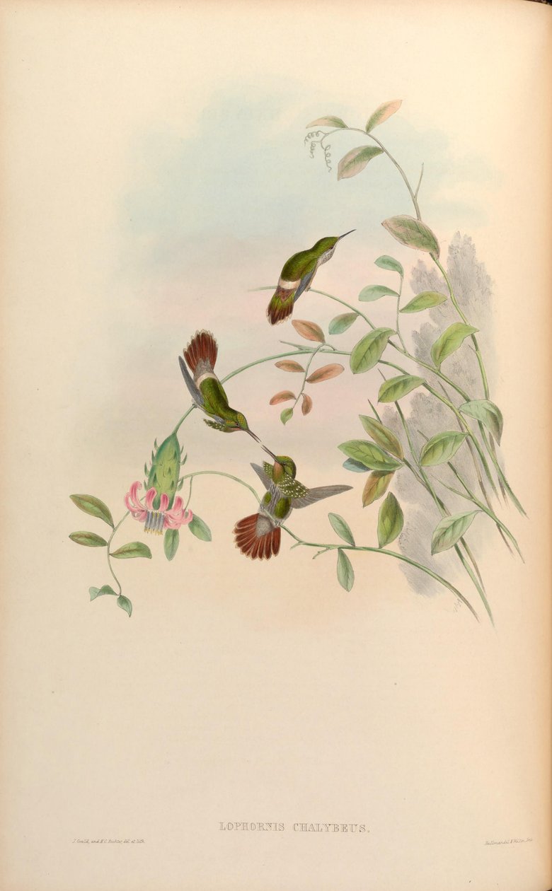 Lophornis chalybaeus tekijältä John Gould