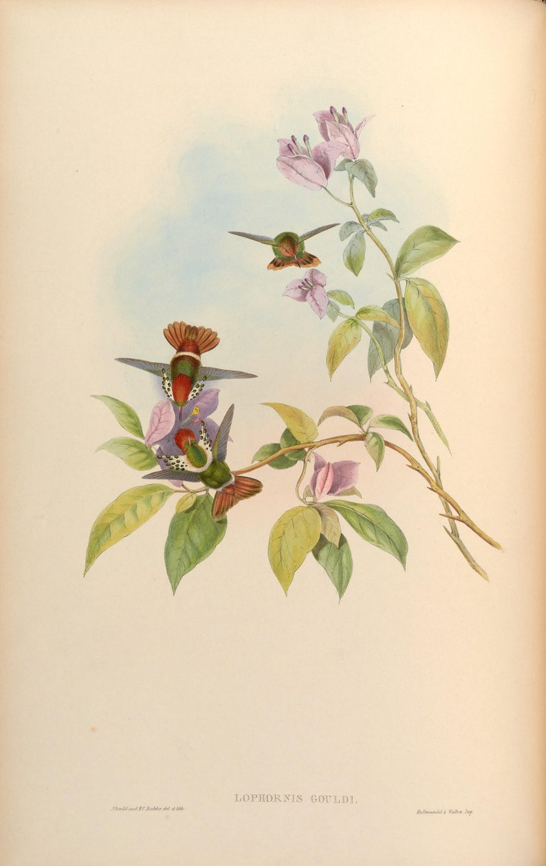 Lophornis gouldii tekijältä John Gould