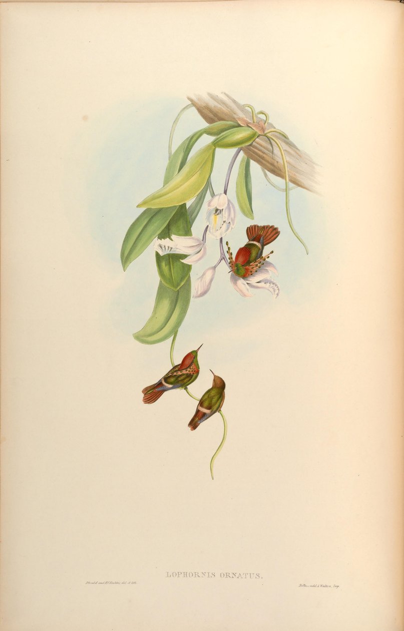 Lophornis ornatus tekijältä John Gould