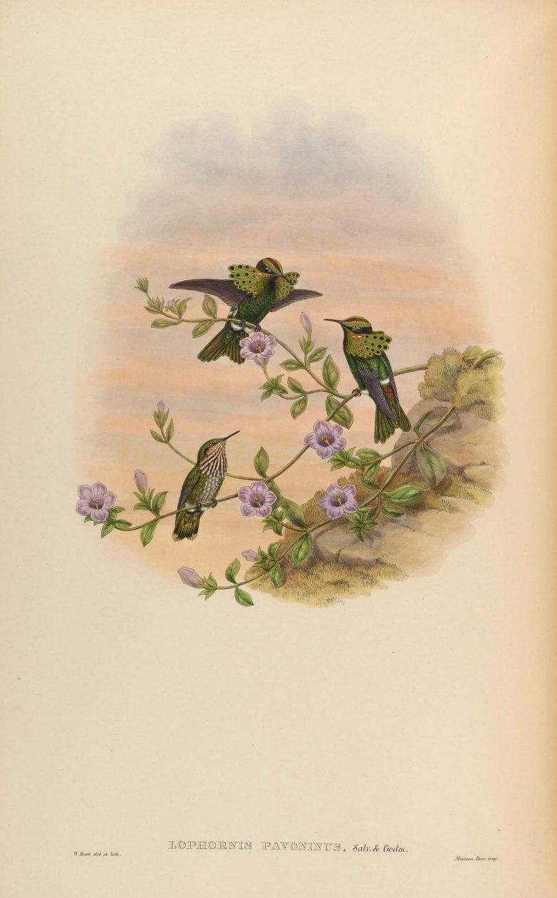 Lophornis pavoninus tekijältä John Gould
