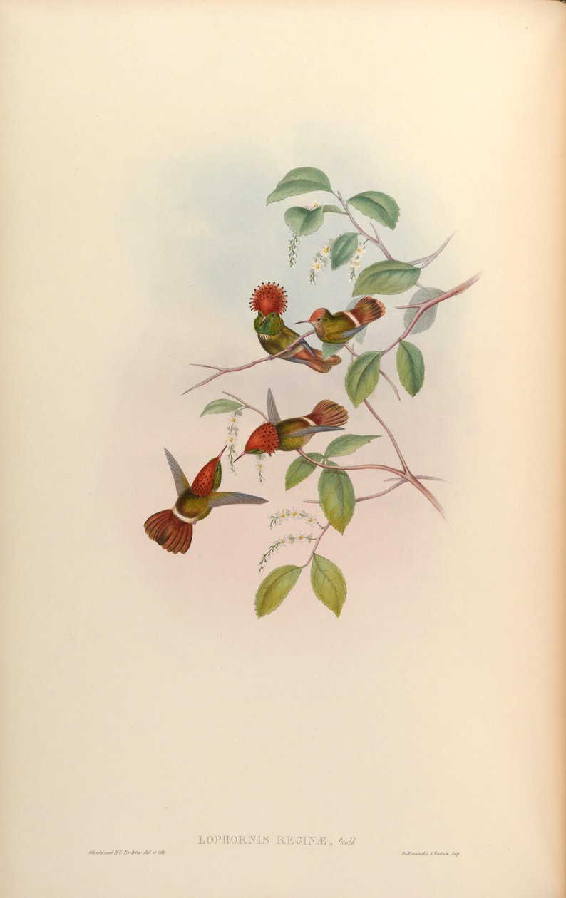 Lophornis reginae = Lophornis stictolophus tekijältä John Gould