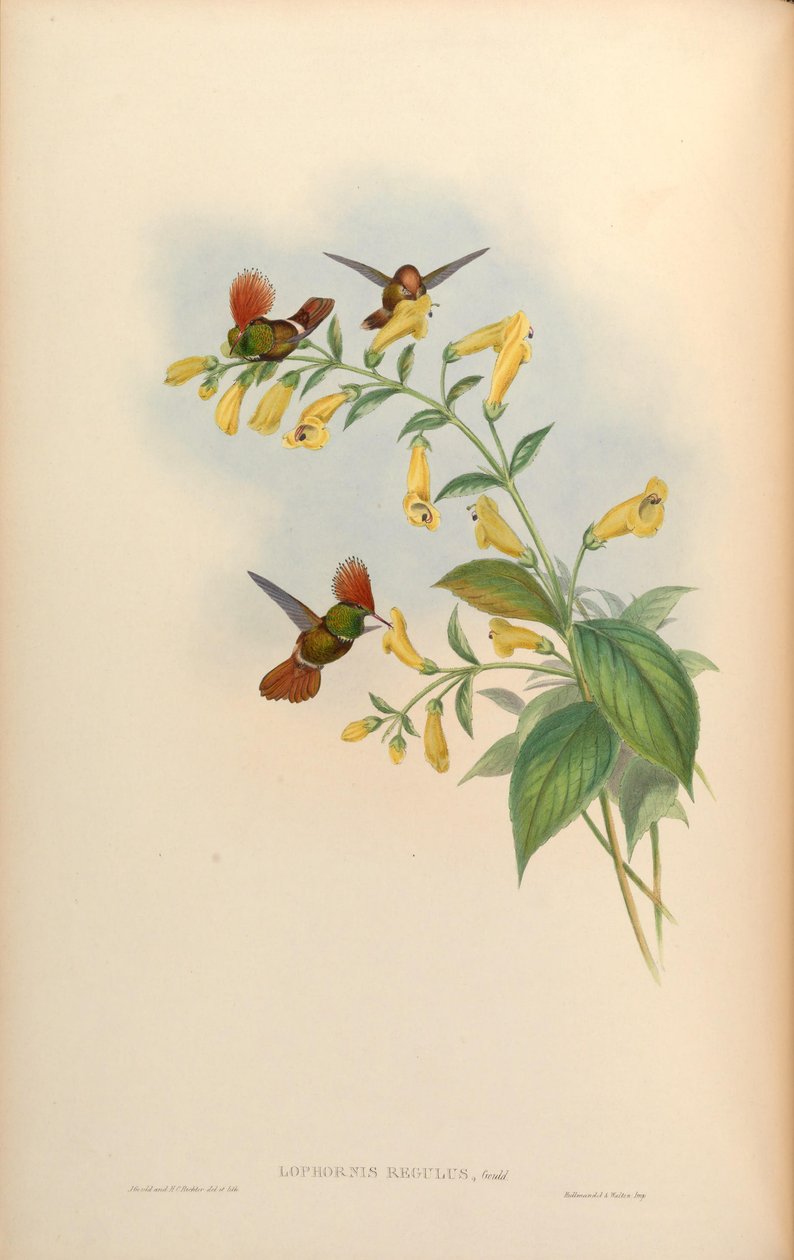 Lophornis regulus = Lophornis delattrei tekijältä John Gould