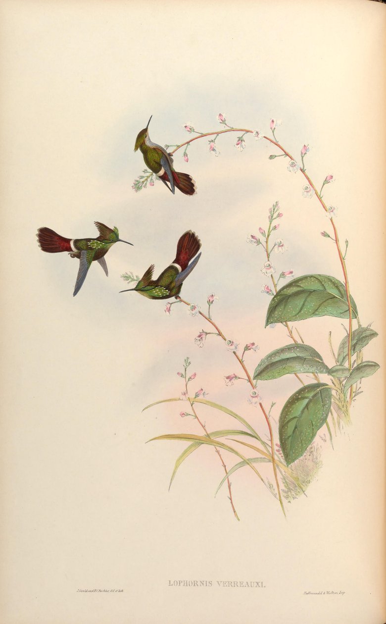 Lophornis verreauxi = Lophornis chalybaeus verrauxii tekijältä John Gould