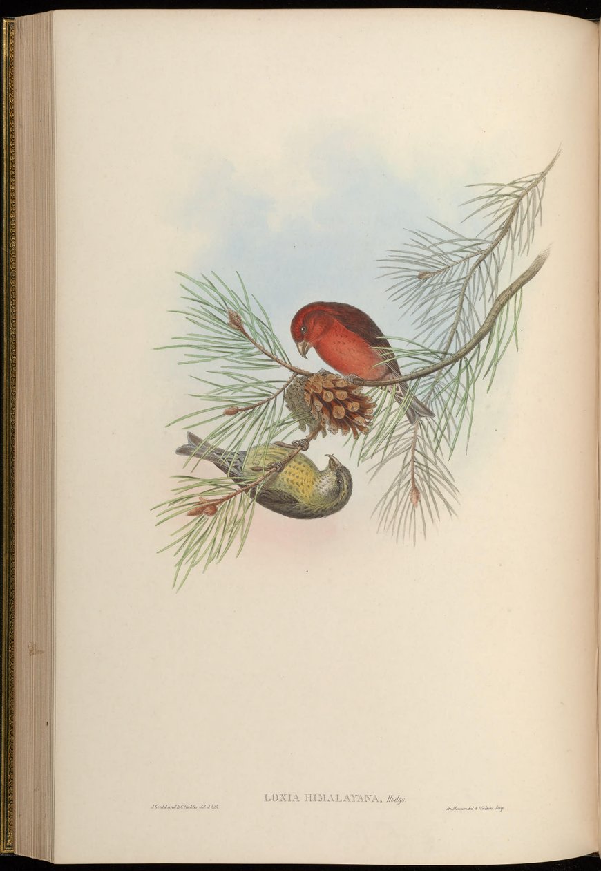 Loxia himalayensis = Loxia curvirostra himalayensis tekijältä John Gould