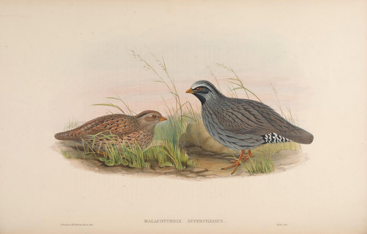 Malacoturnix superciliosus = Ophrysia superciliosa tekijältä John Gould