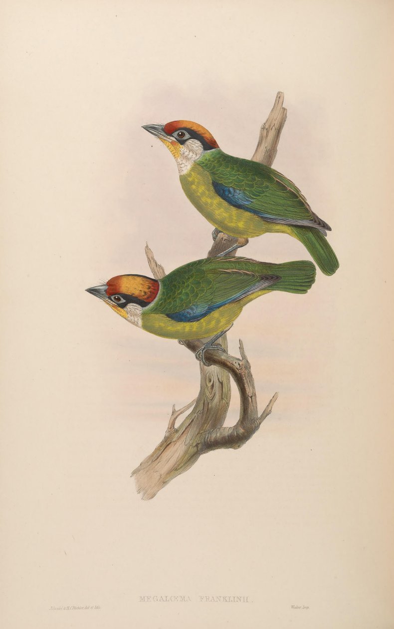Megalaema franklinii = Megalaima franklinii tekijältä John Gould