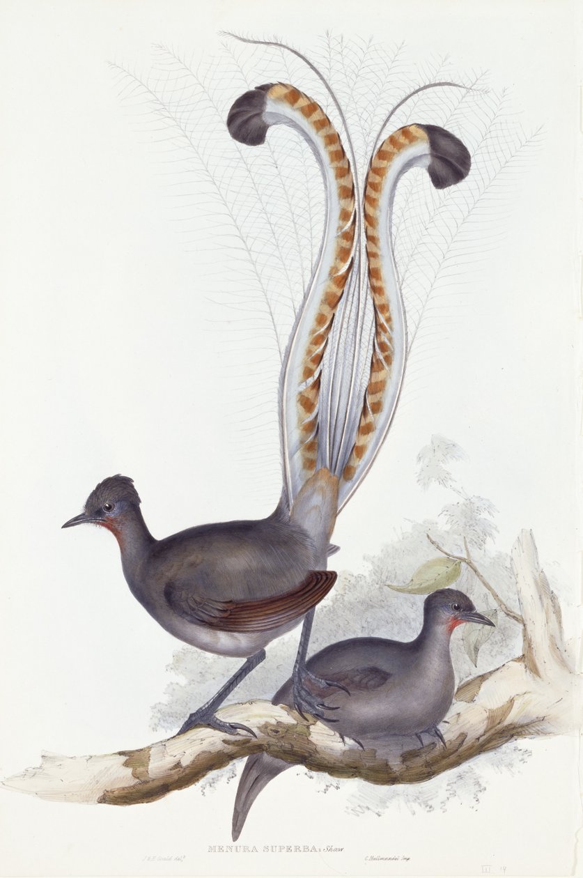 Menura Superba: Shaw. Pl. 14. Voi. III, 1837-1848 tekijältä John Gould