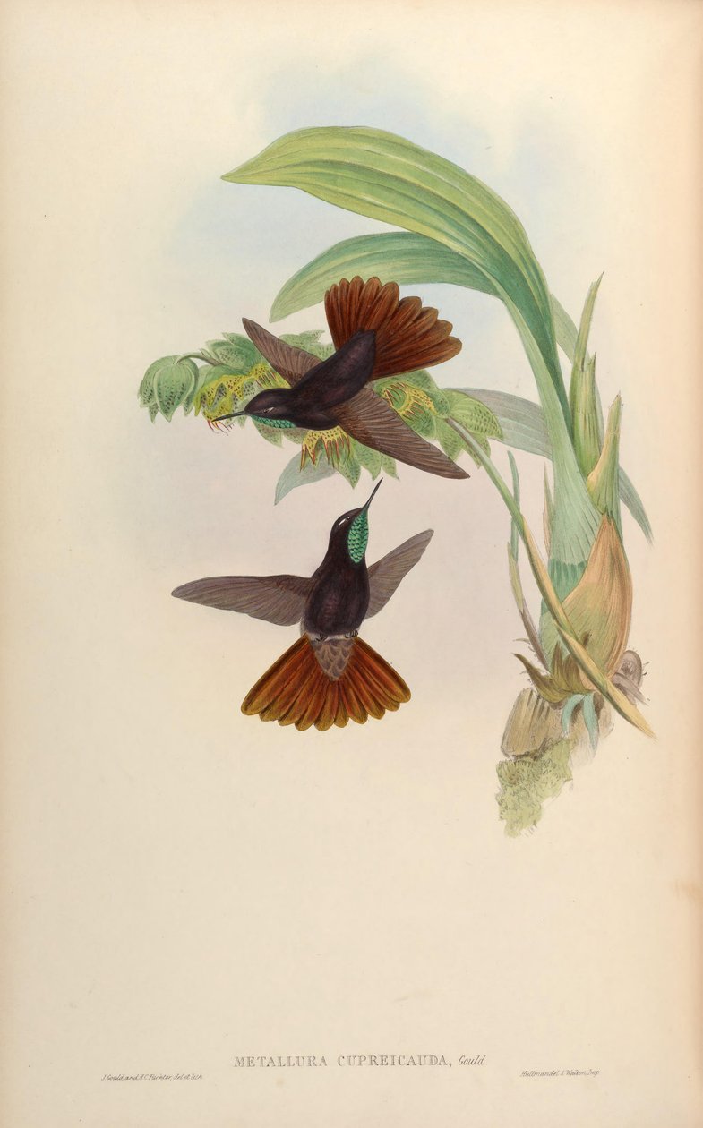 Metallura cupreicauda = Metallura phoebe cupreicauda tekijältä John Gould