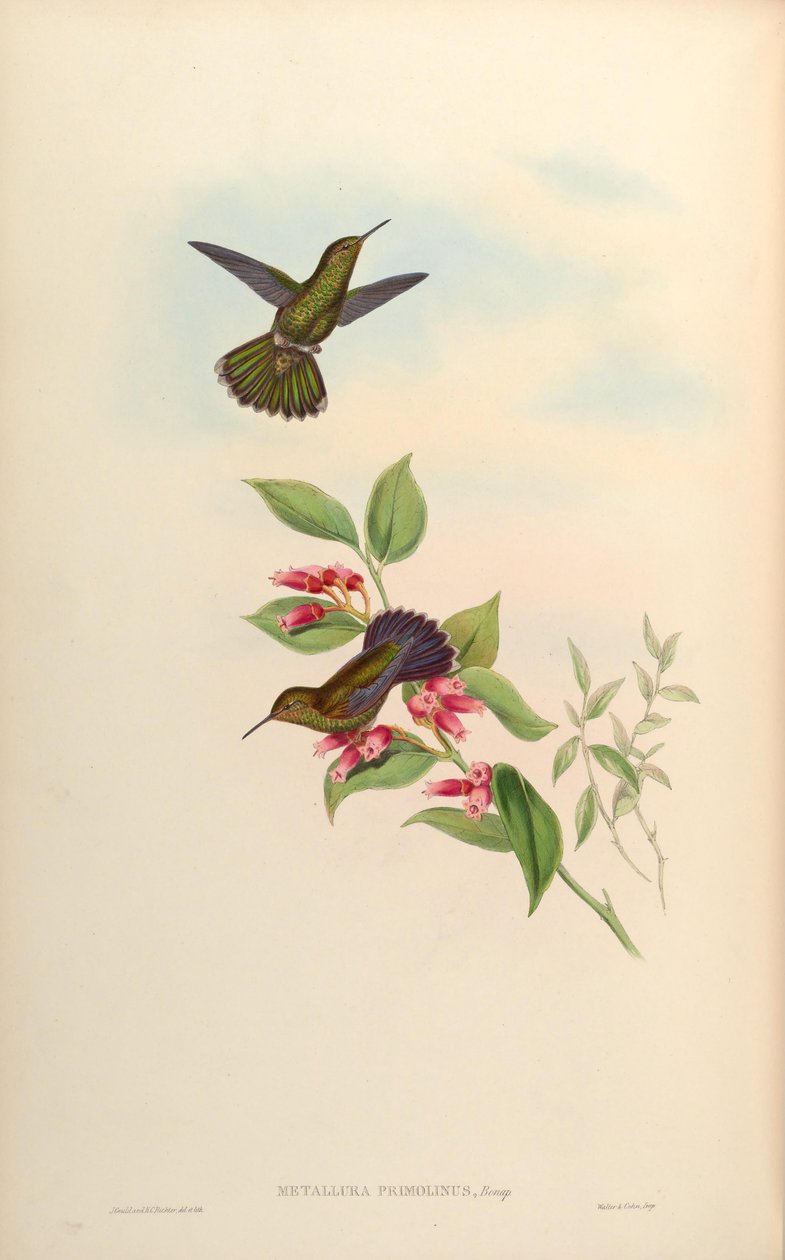 Metallura primolina = Metallura williami primolina. tekijältä John Gould