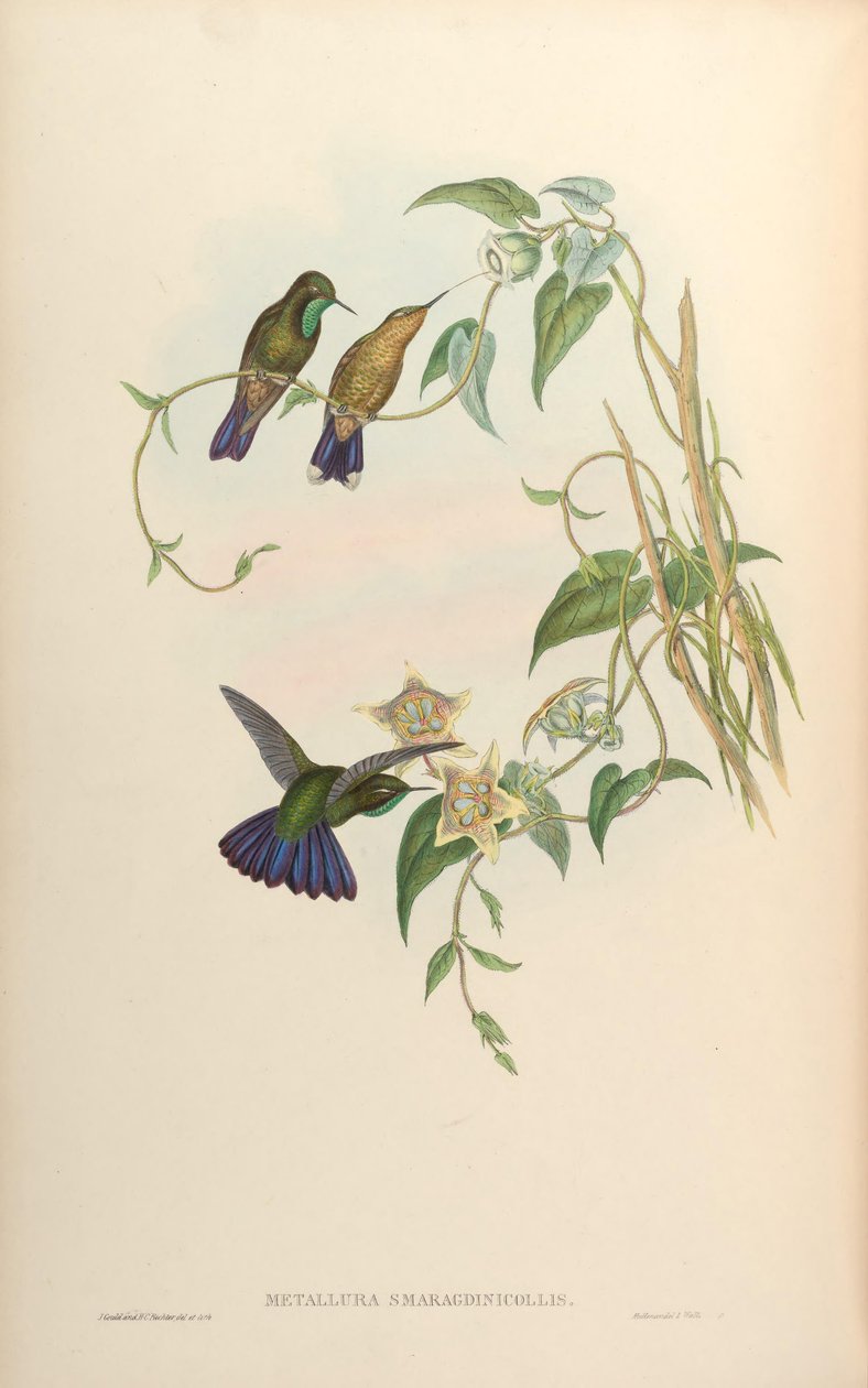 Metallura smaragdinicollis = Metallura tyrianthina smaragdinicollis tekijältä John Gould