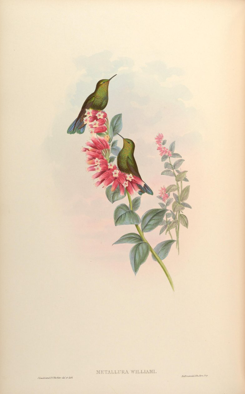 Metallura Williams tekijältä John Gould