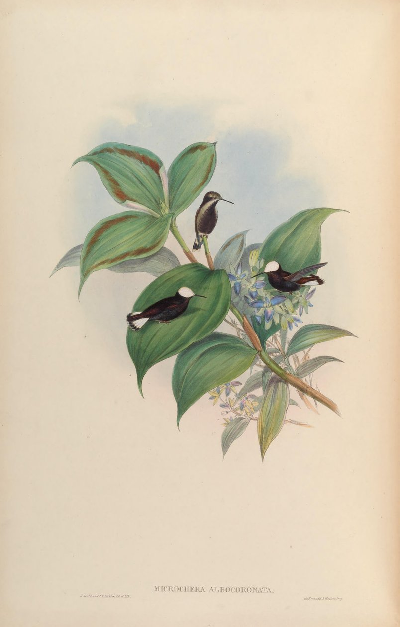 Microchera albocoronata tekijältä John Gould