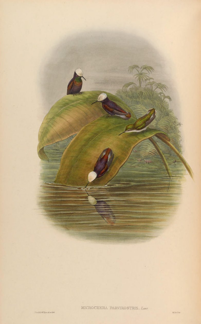 Microchera parvirostris = Microchera albocoronata parvirostris tekijältä John Gould