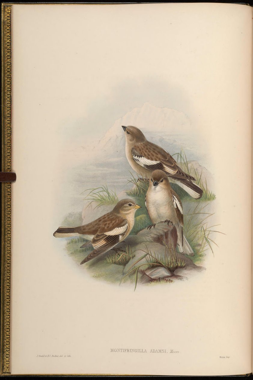 Montifringilla adamsi tekijältä John Gould