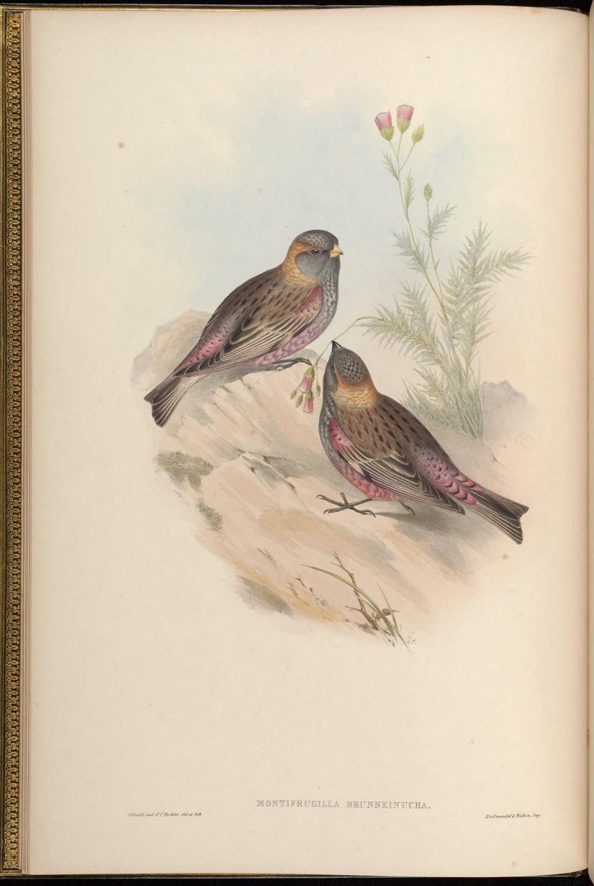 Montifringilla brunneinucha = Leucosticte brunneinucha = Leucosticte arctoa brunneinucha [2] tekijältä John Gould