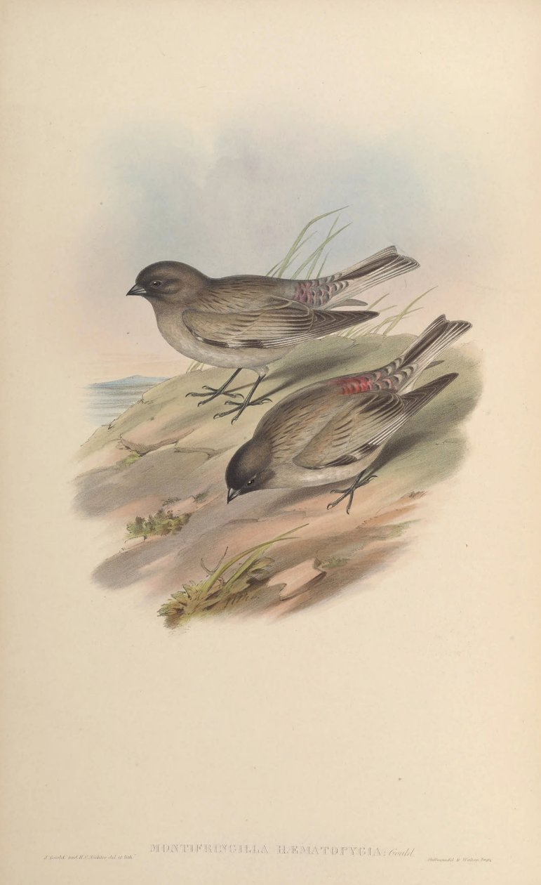 Montifringilla hematopygia = Leucosticte brandti hematopygia tekijältä John Gould
