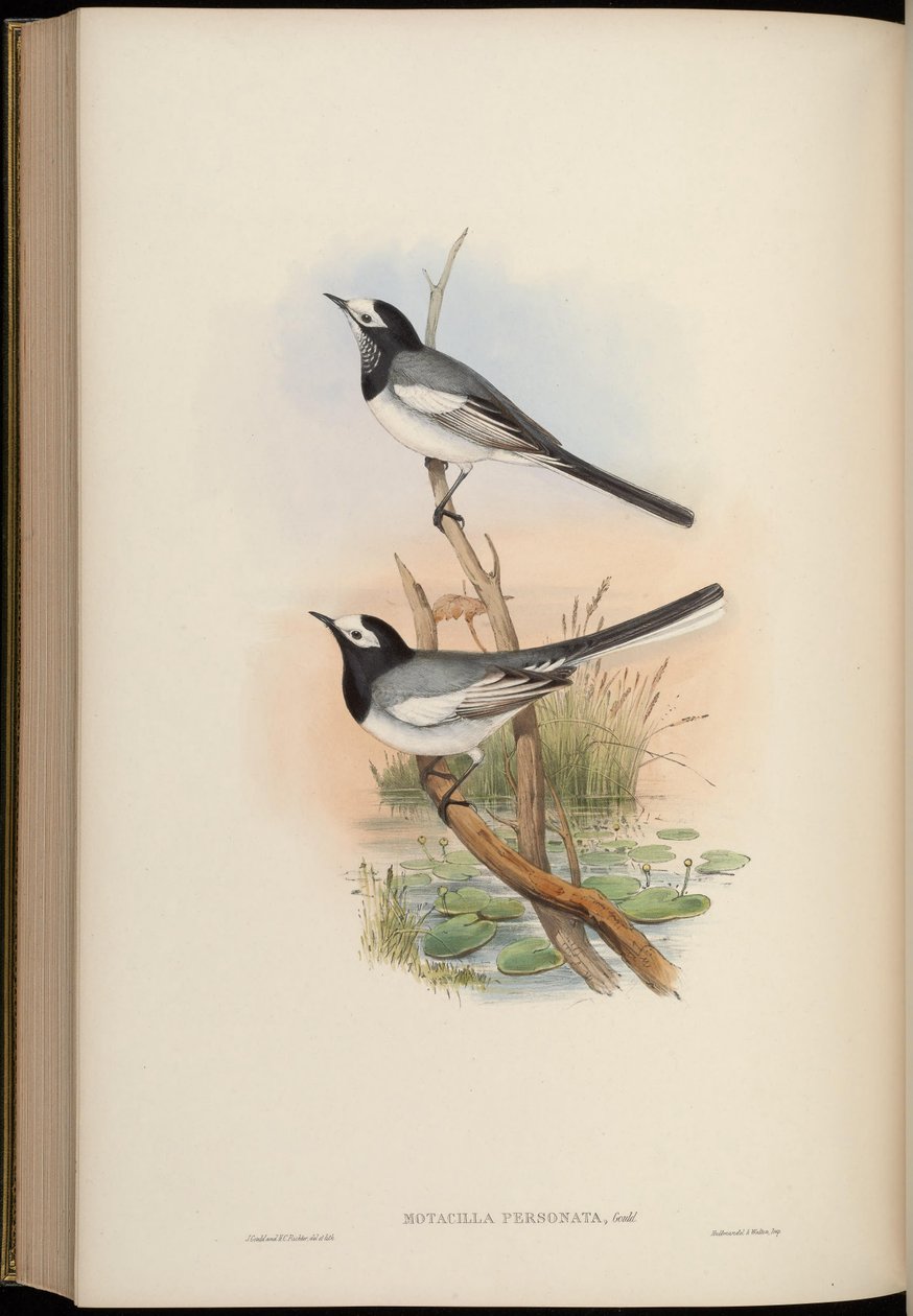 Motacilla personata = Motacilla alba personata tekijältä John Gould