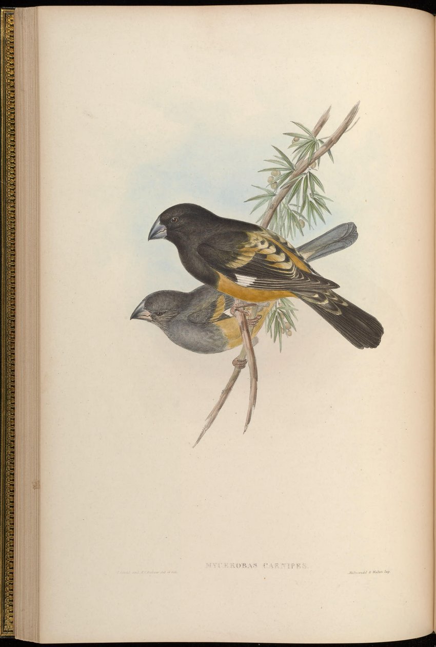 Mycerobas -karnipetit tekijältä John Gould