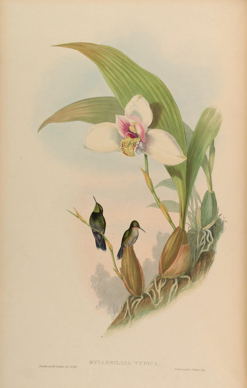 Myiabeilla typica = Abeillia abeillei tekijältä John Gould