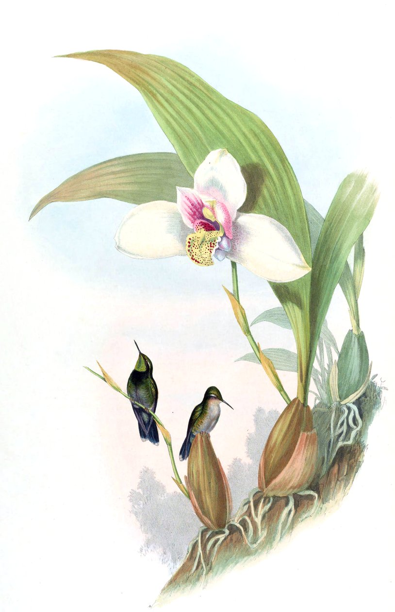 Myiabeilla typica = Abeillia abeillei tekijältä John Gould