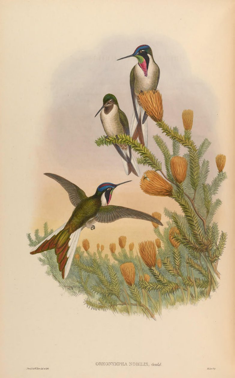 Oreonympha nobilis tekijältä John Gould