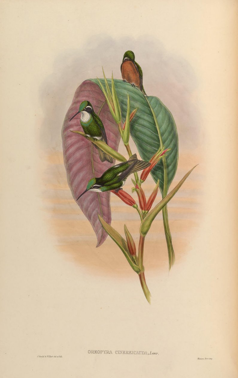Oreopyra cinereicauda = Lampornis cinereicauda tekijältä John Gould