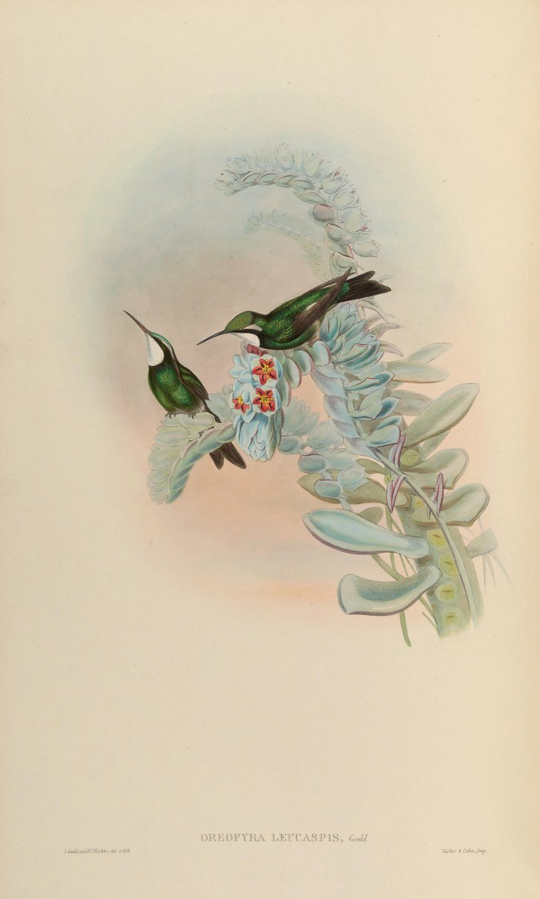Oreopyra leucaspis = Lampornis castaneoventris tekijältä John Gould