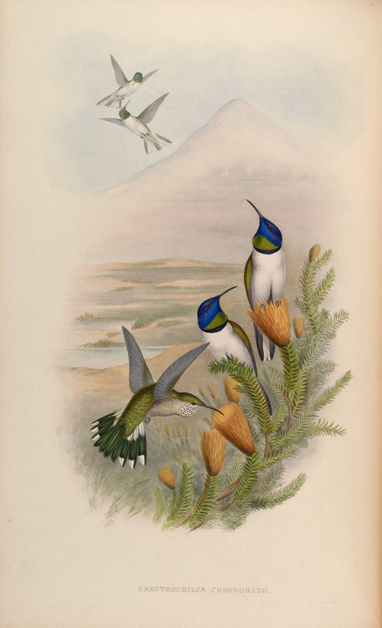 Oreotrochilus chimborazo tekijältä John Gould