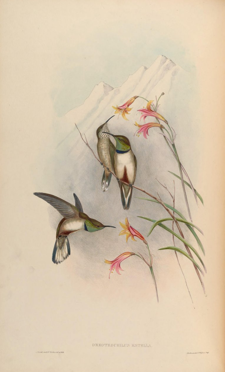 Oreotrochilus estella tekijältä John Gould