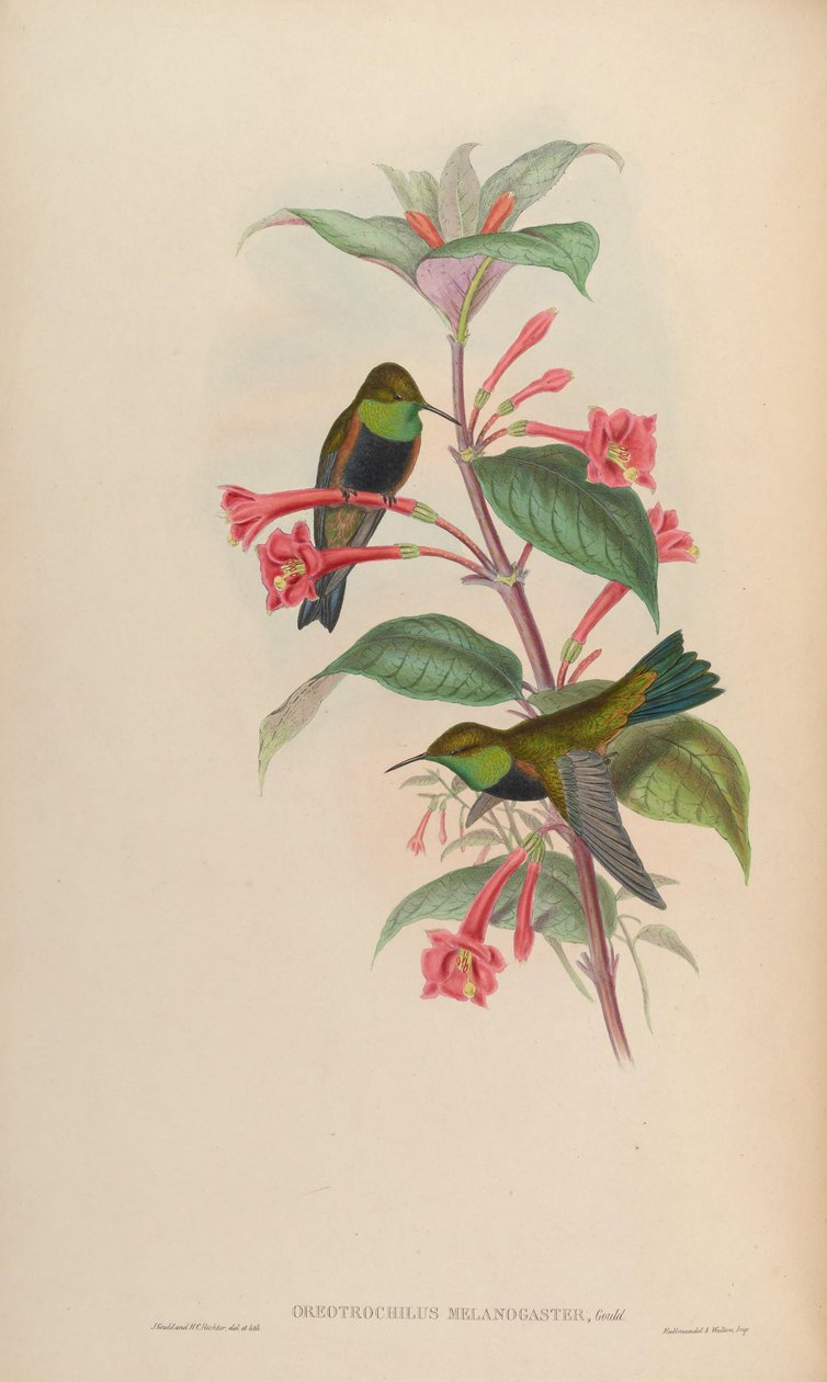 Oreotrochilus melanogaster tekijältä John Gould