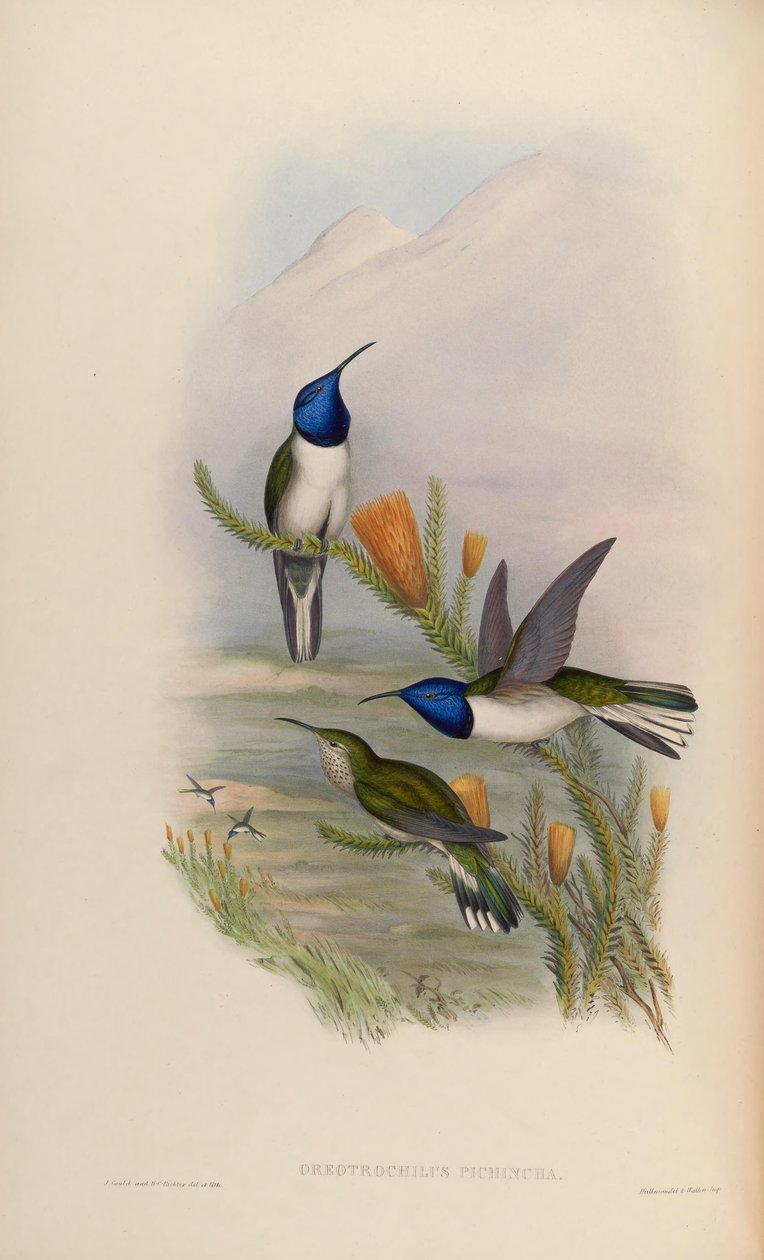 Oreotrochilus pichina = Oreotrochilus chimborazo jamesonii tekijältä John Gould