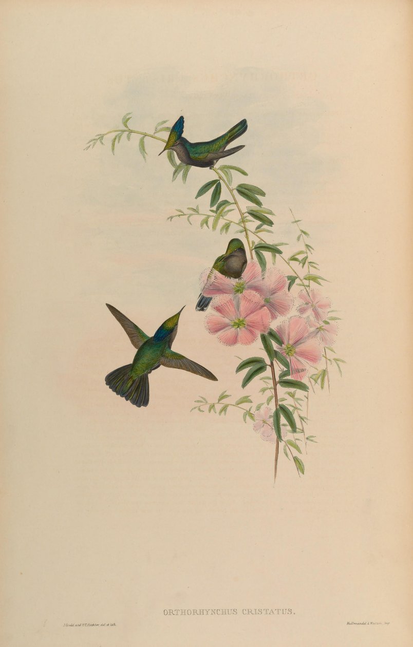 Orthorhynchus cristatus tekijältä John Gould