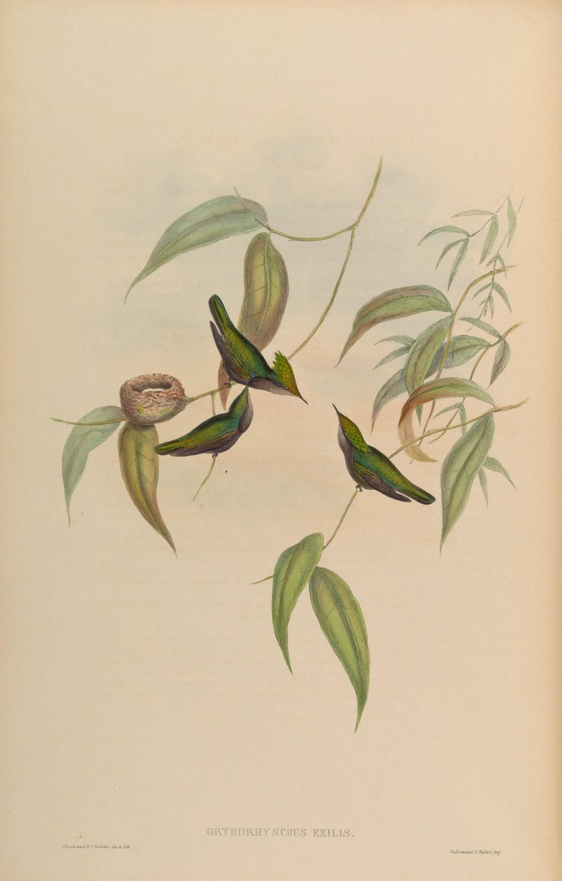 Orthorhynchus exilis = Orthorhynchus cristatus exilis tekijältä John Gould