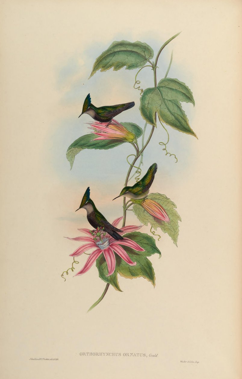 Orthorhynchus ornatus = Orthorhynchus cristatus ornatus tekijältä John Gould