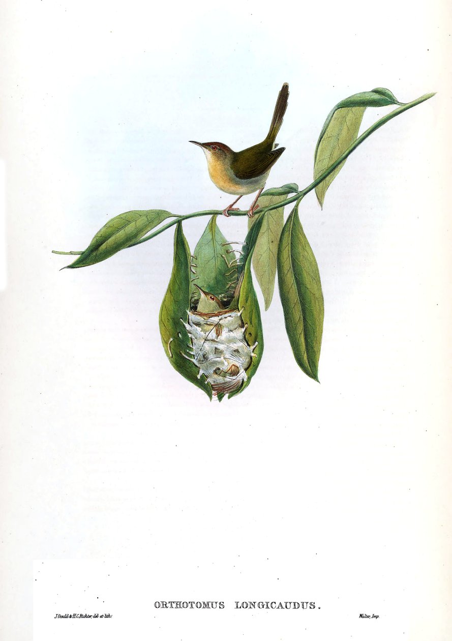 Orthotomus longicaudus = Orthotomus sutorius longicaudus. tekijältä John Gould