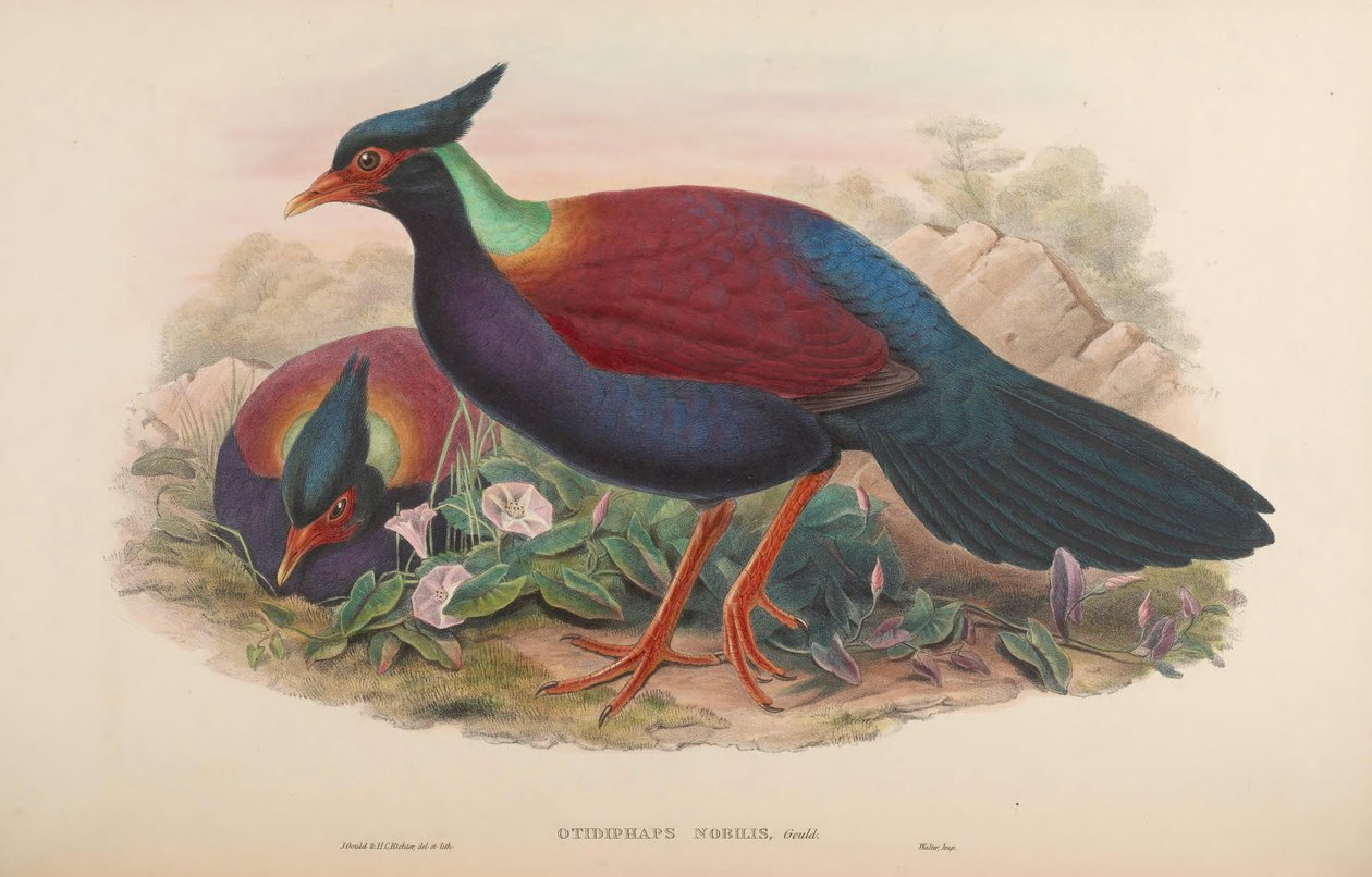Otidiphaps nobilis tekijältä John Gould