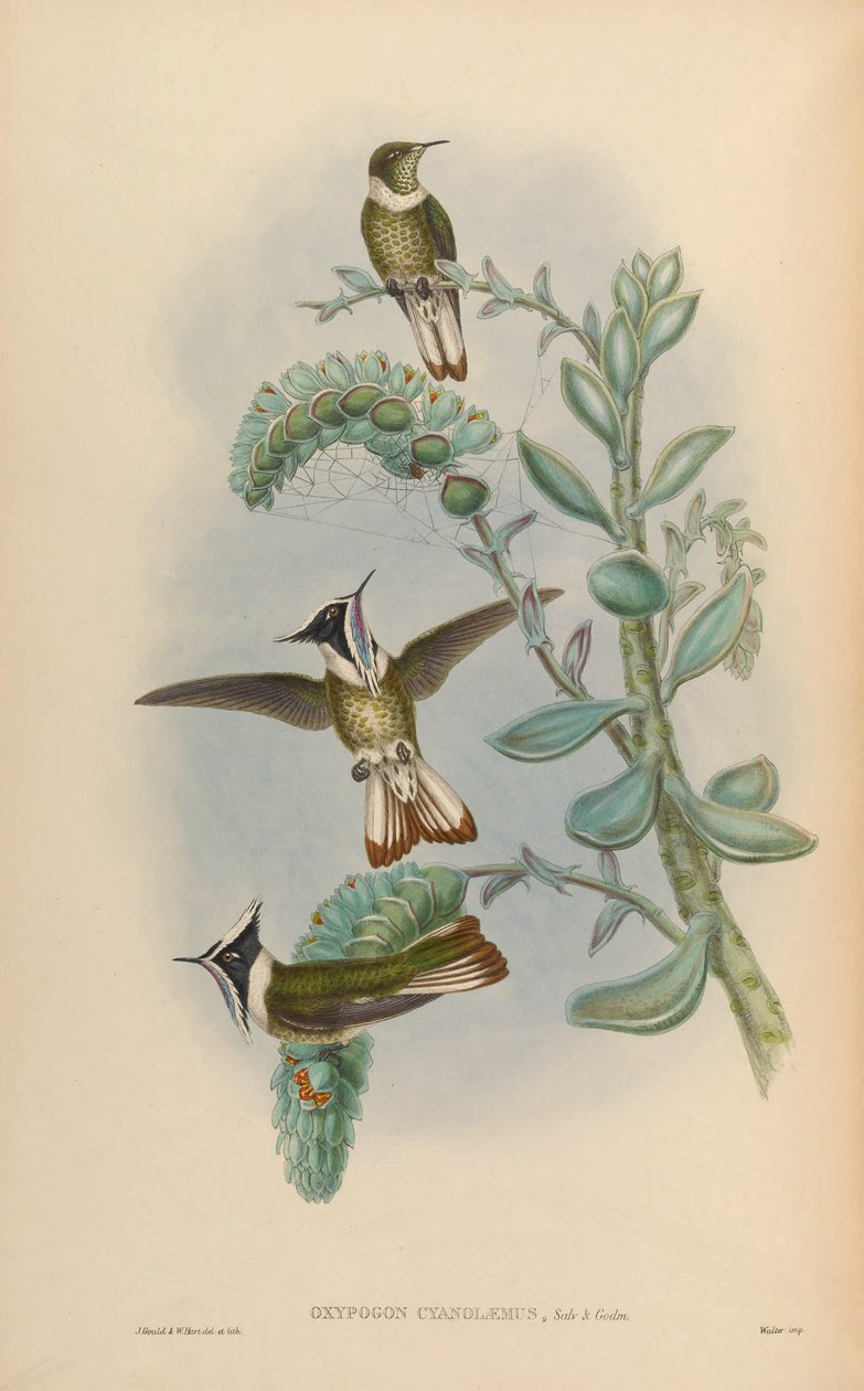 Oxypogon cyanolaemus = Oxypogon guerinii cyanolaemus tekijältä John Gould
