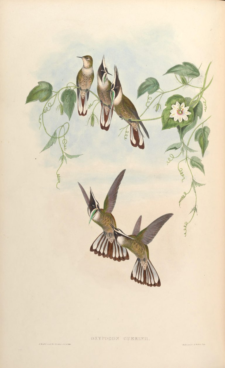 Oxypogon guerinii tekijältä John Gould