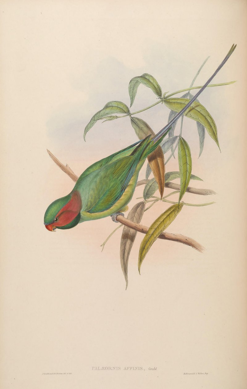 Palaeornis affinis = Psittacula longicauda tekijältä John Gould