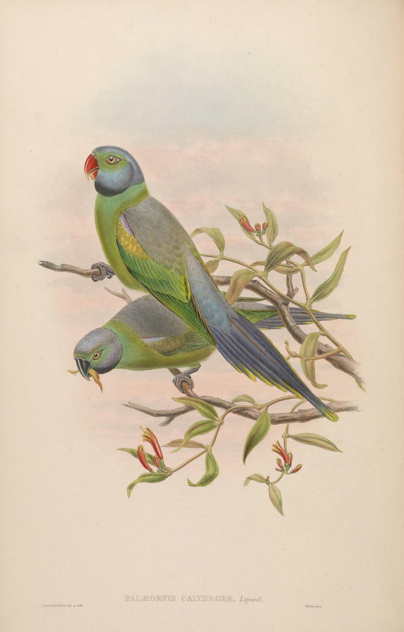 Palaeornis calthropae = Psittacula calthropae tekijältä John Gould